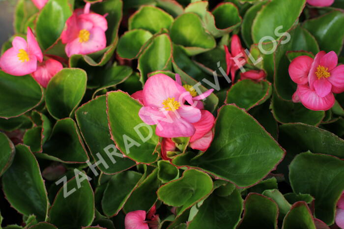 Begónie stálokvětá, ledovka, voskovka 'Brasil Rose' - Begonia semperflorens 'Brasil Rose'