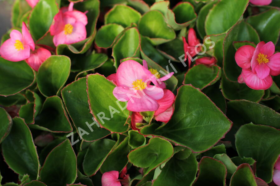 Begónie stálokvětá, ledovka, voskovka 'Brasil Rose' - Begonia semperflorens 'Brasil Rose'