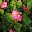 Begónie stálokvětá, ledovka, voskovka 'Brasil Rose' - Begonia semperflorens 'Brasil Rose'