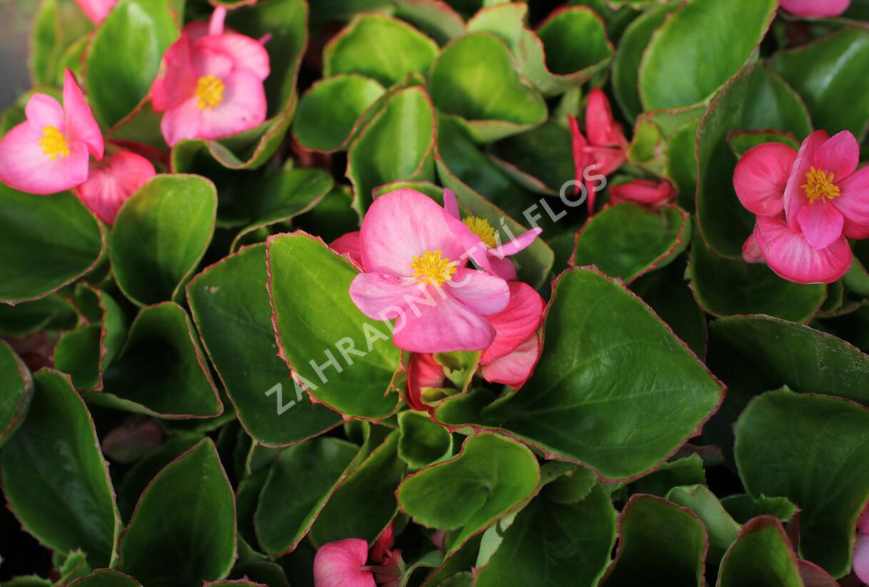 Begónie stálokvětá, ledovka, voskovka 'Brasil Rose' - Begonia semperflorens 'Brasil Rose'