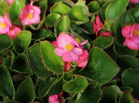 Begónie stálokvětá, ledovka, voskovka 'Brasil Rose' - Begonia semperflorens 'Brasil Rose'