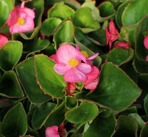 Begónie stálokvětá, ledovka, voskovka 'Brasil Rose' - Begonia semperflorens 'Brasil Rose'