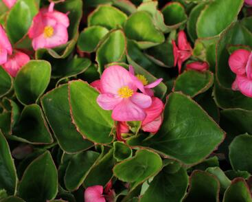 Begónie stálokvětá, ledovka, voskovka 'Brasil Rose'