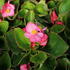 Begonia semperflorens 'Brasil Rose'.JPG