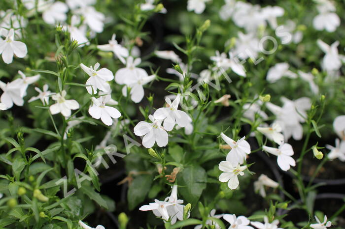 Lobelka převislá 'Sun Tropics White' - Lobelia richardii 'Sun Tropics White'