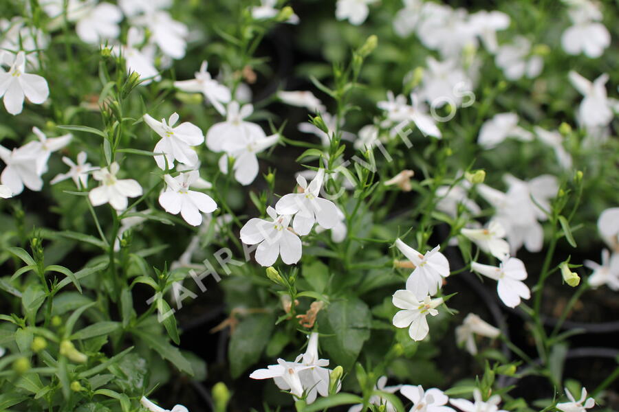 Lobelka převislá 'Sun Tropics White' - Lobelia richardii 'Sun Tropics White'
