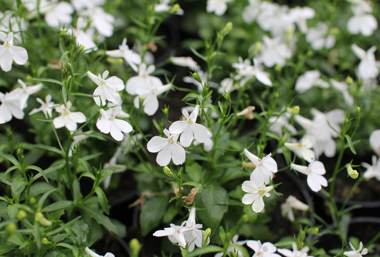 Lobelka převislá 'Sun Tropics White' - Lobelia richardii 'Sun Tropics White'
