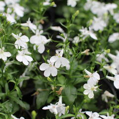 Lobelka převislá 'Sun Tropics White' - Lobelia richardii 'Sun Tropics White'