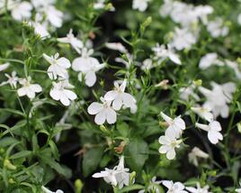 Lobelka převislá 'Sun Tropics White'
