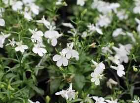 Lobelka převislá 'Sun Tropics White' - Lobelia richardii 'Sun Tropics White'