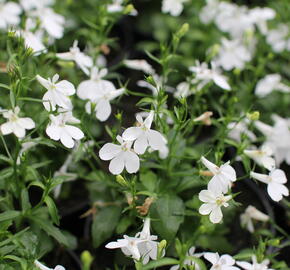 Lobelka převislá 'Sun Tropics White' - Lobelia richardii 'Sun Tropics White'