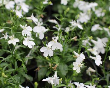 Lobelka převislá 'Sun Tropics White'