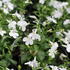 Lobelia richardii 'Sun Tropics White'.JPG