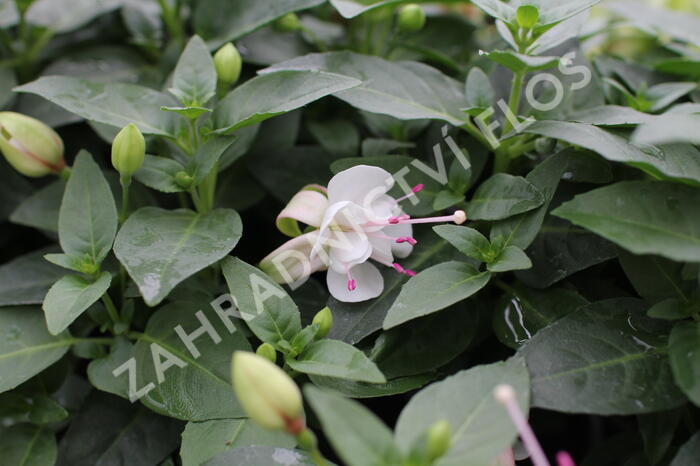 Fuchsie, čílko 'Polar' - Fuchsia hybrida 'Polar'