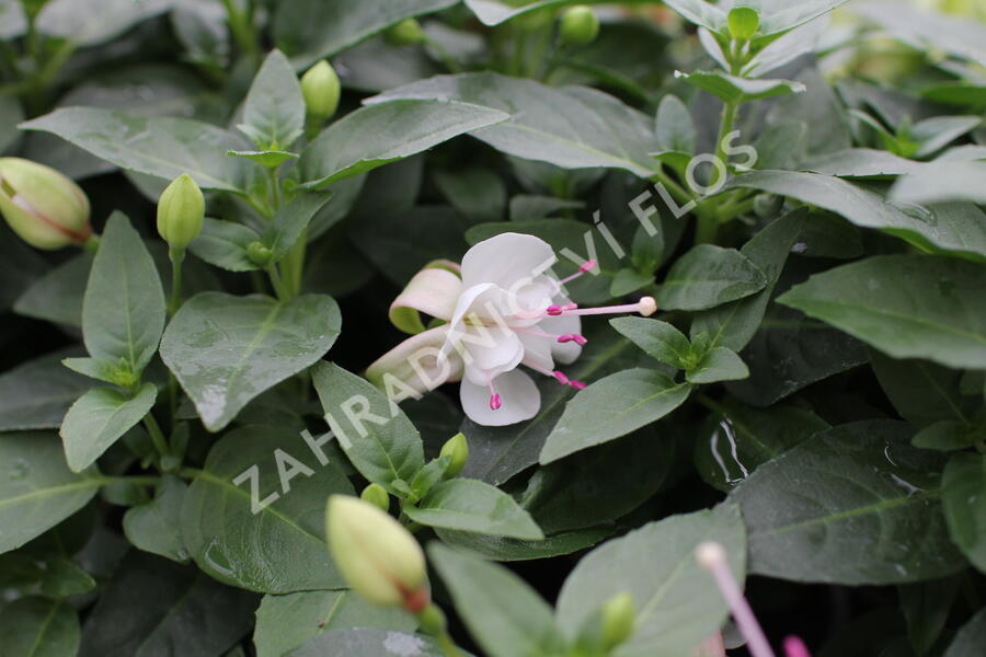 Fuchsie, čílko 'Polar' - Fuchsia hybrida 'Polar'