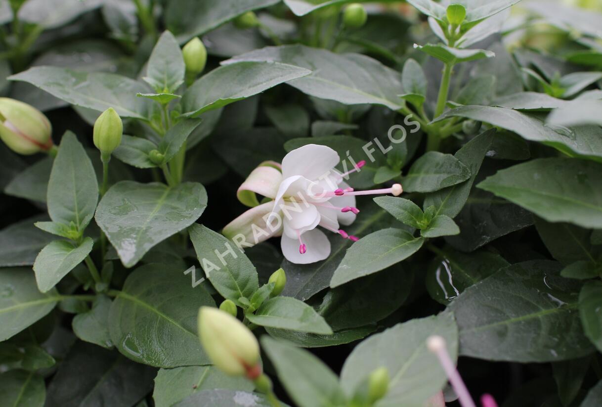 Fuchsie, čílko 'Polar' - Fuchsia hybrida 'Polar'