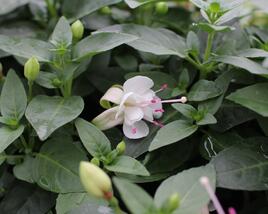 Fuchsie, čílko 'Polar'
