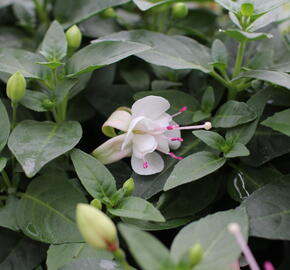 Fuchsie, čílko 'Polar' - Fuchsia hybrida 'Polar'