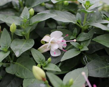 Fuchsie, čílko 'Polar'