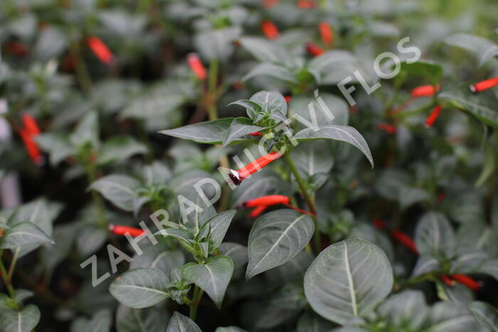 Kufea, hlazenec ohnivý 'Cigarette Glow' - Cuphea ignea 'Cigarette Glow'