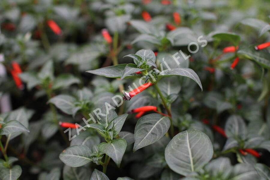 Kufea, hlazenec ohnivý 'Cigarette Glow' - Cuphea ignea 'Cigarette Glow'