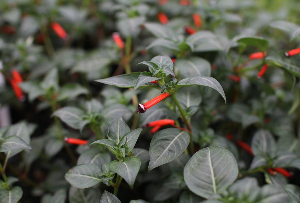 Kufea, hlazenec ohnivý 'Cigarette Glow' - Cuphea ignea 'Cigarette Glow'