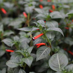 Kufea, hlazenec ohnivý 'Cigarette Glow' - Cuphea ignea 'Cigarette Glow'