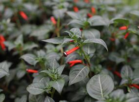 Kufea, hlazenec ohnivý 'Cigarette Glow' - Cuphea ignea 'Cigarette Glow'