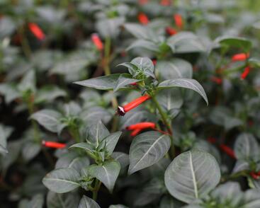 Kufea, hlazenec ohnivý 'Cigarette Glow'