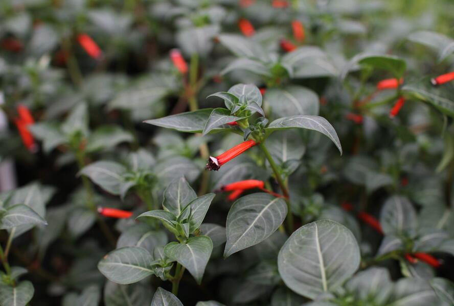 Kufea, hlazenec ohnivý 'Cigarette Glow' - Cuphea ignea 'Cigarette Glow'