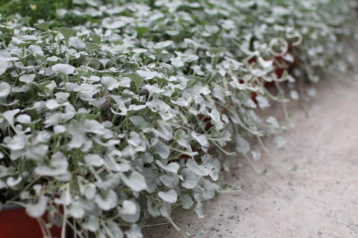 Stříbrný déšť 'Silver Falls' - Dichondra argentea 'Silver Falls'