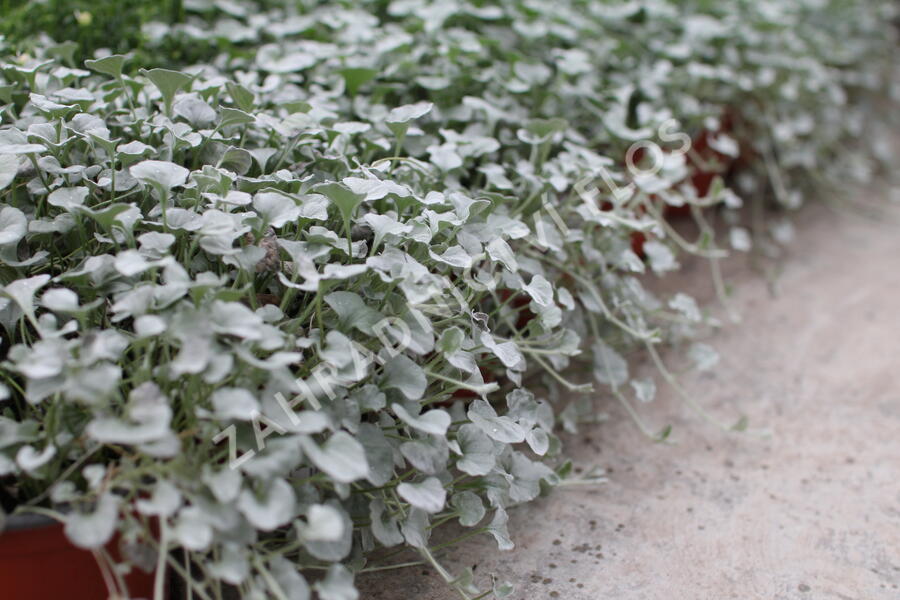 Stříbrný déšť 'Silver Falls' - Dichondra argentea 'Silver Falls'