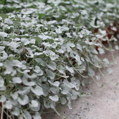 Stříbrný déšť 'Silver Falls' - Dichondra argentea 'Silver Falls'