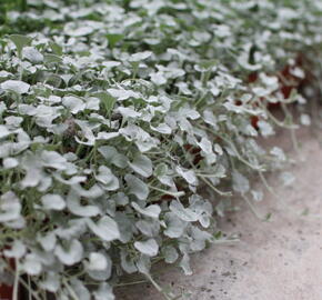 Stříbrný déšť 'Silver Falls' - Dichondra argentea 'Silver Falls'