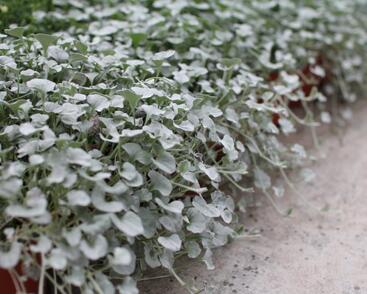 Stříbrný déšť 'Silver Falls'