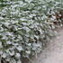 Dichondra argentea 'Silver Falls'.JPG