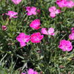 Hvozdík karafiát 'Pillow Pink and White' - Dianthus caryophyllus 'Pillow Pink and White'