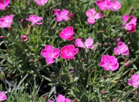 Hvozdík karafiát 'Pillow Pink and White' - Dianthus caryophyllus 'Pillow Pink and White'
