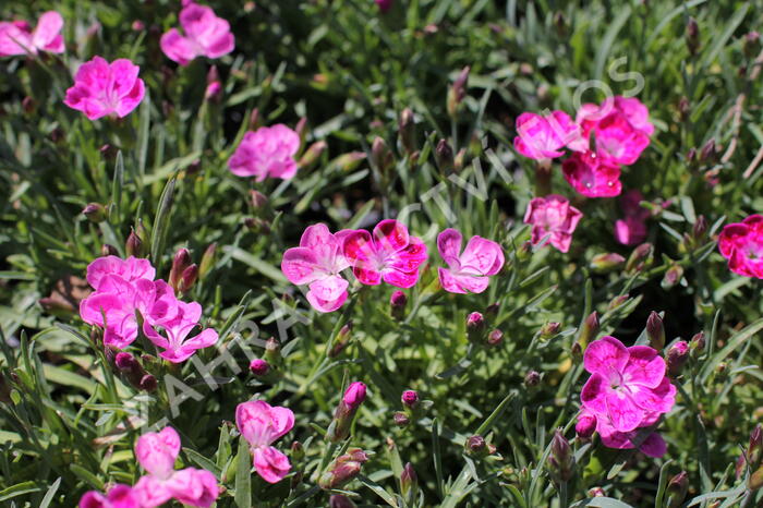 Hvozdík karafiát 'Pillow Pink and White' - Dianthus caryophyllus 'Pillow Pink and White'