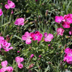 Hvozdík karafiát 'Pillow Pink and White' - Dianthus caryophyllus 'Pillow Pink and White'