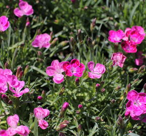 Hvozdík karafiát 'Pillow Pink and White' - Dianthus caryophyllus 'Pillow Pink and White'