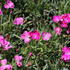 Dianthus caryophyllus 'Pillow Pink and White'_01.JPG