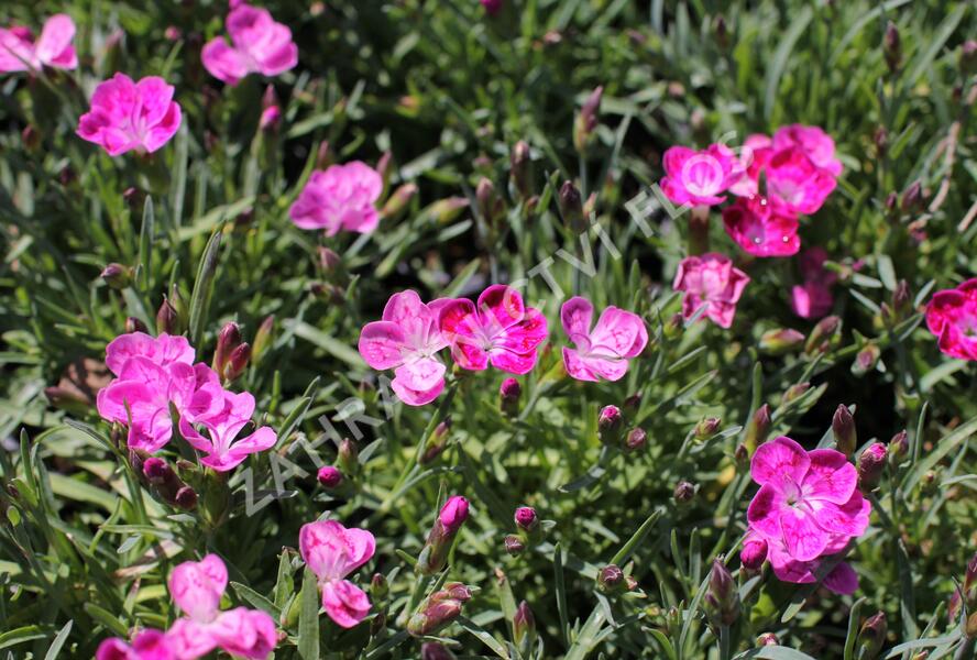 Hvozdík karafiát 'Pillow Pink and White' - Dianthus caryophyllus 'Pillow Pink and White'