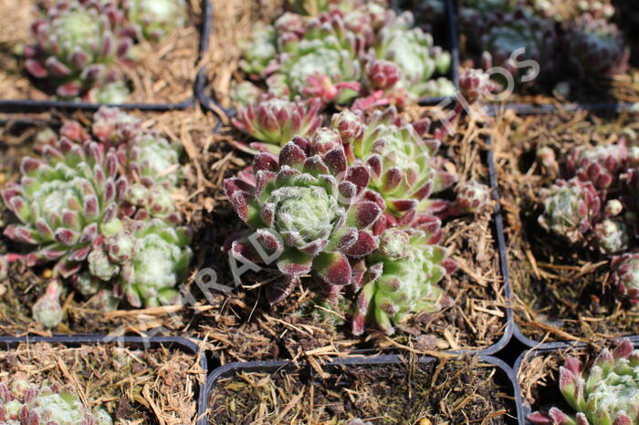 Netřesk 'Spinnifolium' - Sempervivum 'Spinnifolium'