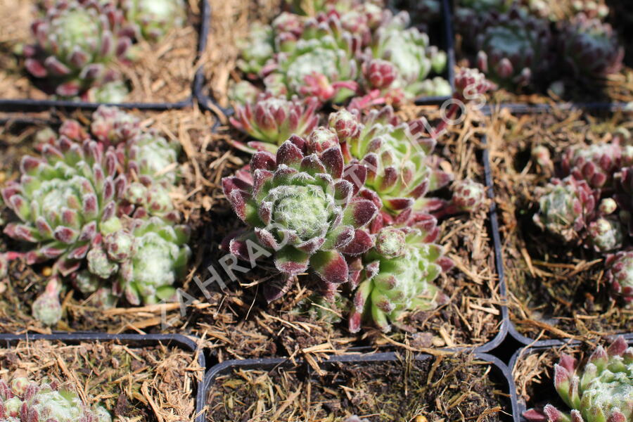 Netřesk 'Spinnifolium' - Sempervivum 'Spinnifolium'