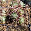 Netřesk 'Spinnifolium' - Sempervivum 'Spinnifolium'