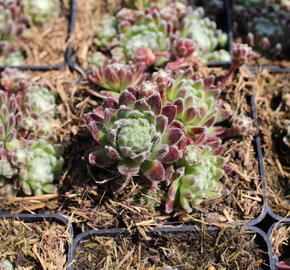 Netřesk 'Spinnifolium' - Sempervivum 'Spinnifolium'