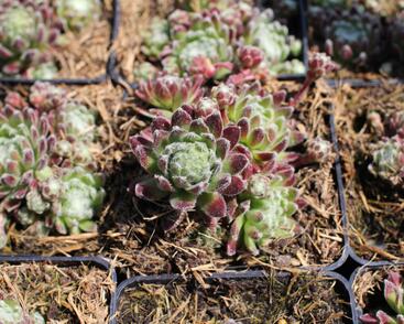 Netřesk 'Spinnifolium'