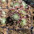 Sempervivum 'Spinnifolium'.JPG