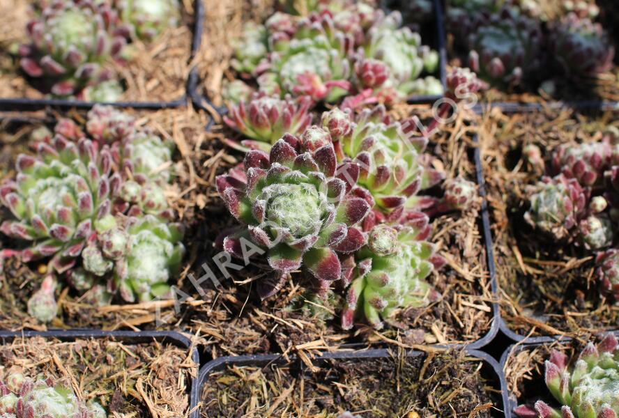 Netřesk 'Spinnifolium' - Sempervivum 'Spinnifolium'